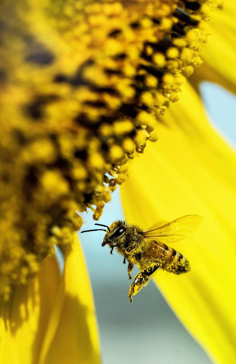 honey bee yellow bee flying beside flower bee